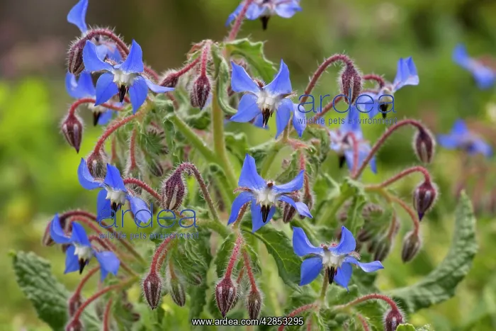 : Borage - in flower : Borage - in flower