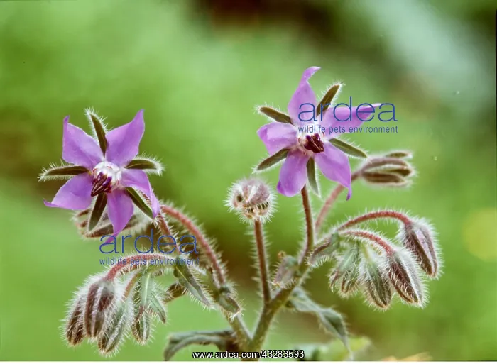 : BORAGE - purple flowers : BORAGE - purple flowers