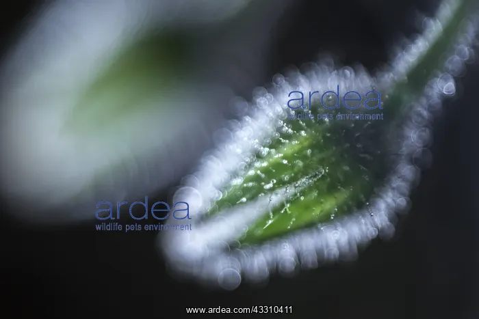 : Borage seed head and dew - Norfolk UK : Borage seed head and dew - Norfolk UK