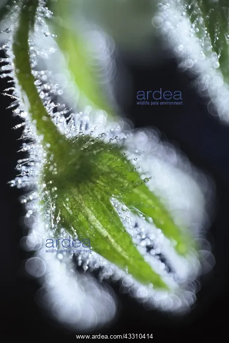 : Borage seed head and dew - Norfolk UK : Borage seed head and dew - Norfolk UK
