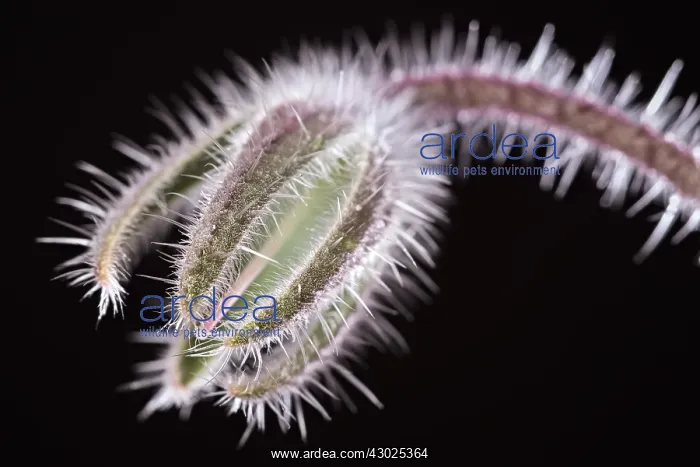 : Borage seed head, Norfolk UK : Borage seed head, Norfolk UK