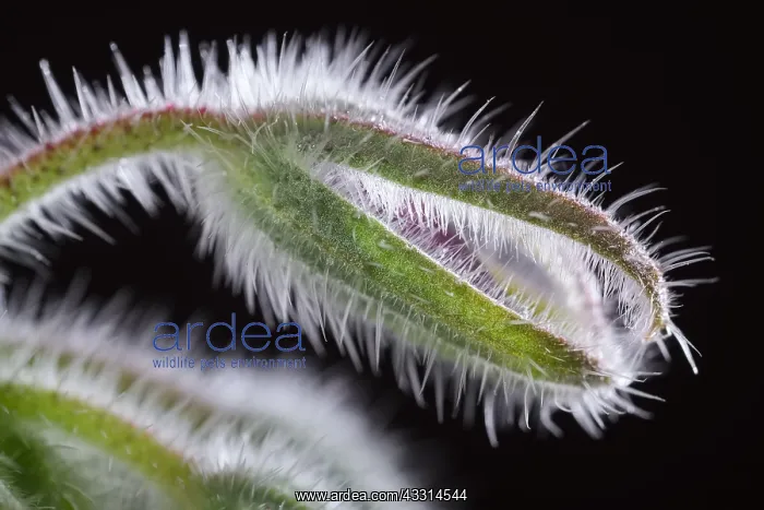 : Borage seed head, Norfolk UK : Borage seed head, Norfolk UK
