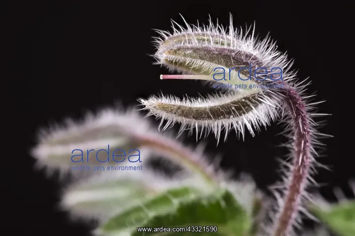 : Borage seed head, Norfolk UK : Borage seed head, Norfolk UK
