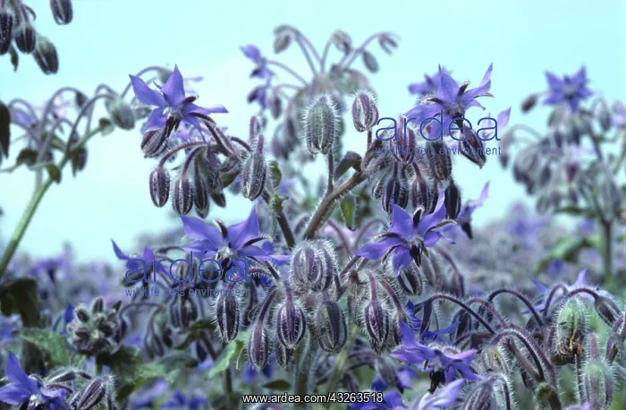 : Borage or Starflower crop : Borage or Starflower crop