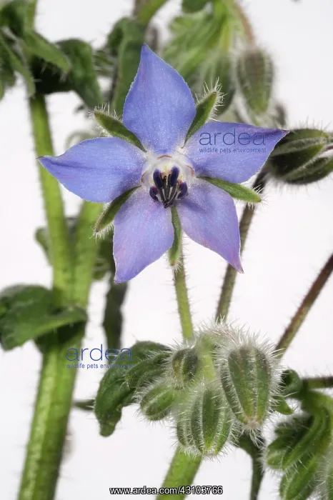 : Borage or starflower flower : Borage or starflower flower