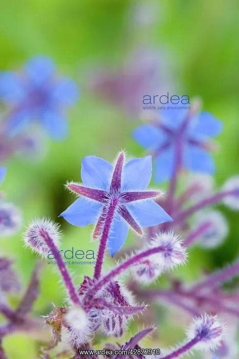 : Borage - summer : Borage - summer