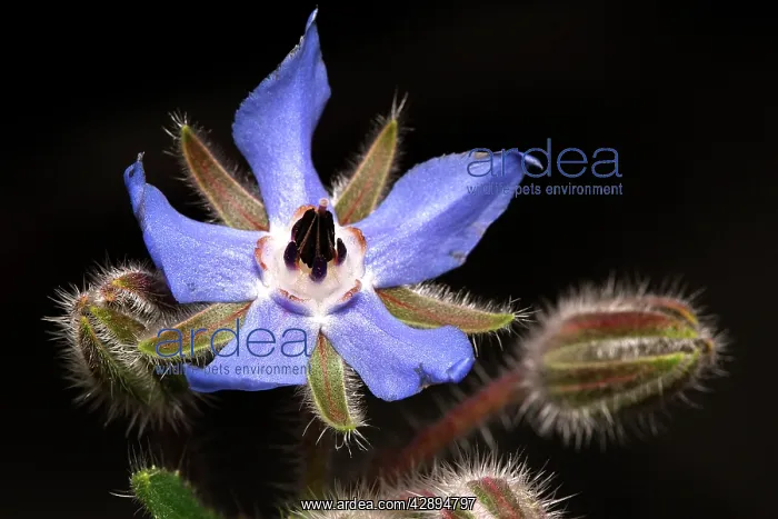 : Borago laxiflora - flower : Borago laxiflora - flower