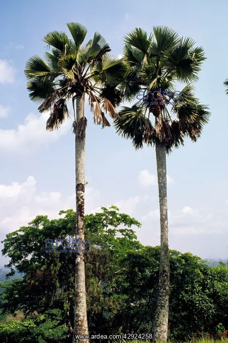 : BORASSUS / Teddy PALM / Palmyra Palm : BORASSUS / Teddy PALM / Palmyra Palm