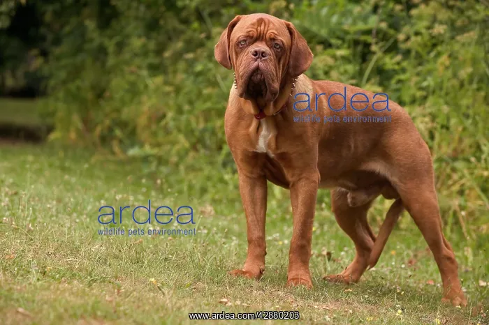 : Bordeaux / Dogue de Bordeaux / French Mastiff DOG : Bordeaux / Dogue de Bordeaux / French Mastiff DOG