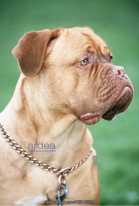 : Bordeaux / Dogue de Bordeaux / French Mastiff DOG : Bordeaux / Dogue de Bordeaux / French Mastiff DOG