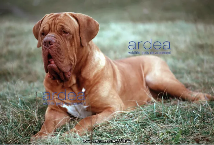 : Bordeaux / Dogue de Bordeaux / French Mastiff DOG - lying : Bordeaux / Dogue de Bordeaux / French Mastiff DOG - lying