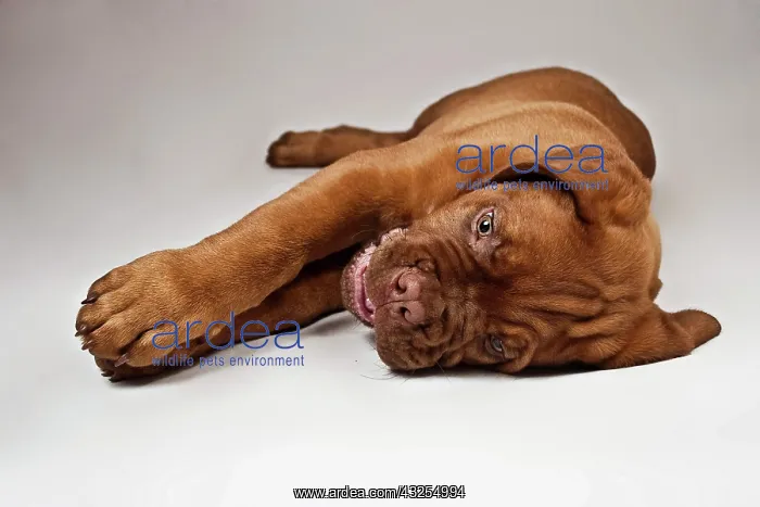 : Bordeaux Mastiff or French Mastiff puppy lying on : Bordeaux Mastiff or French Mastiff puppy lying on
