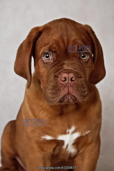 : Bordeaux Mastiff or French Mastiff puppy, portrait : Bordeaux Mastiff or French Mastiff puppy, portrait