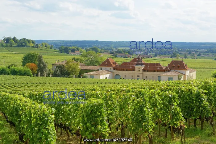 : Bordeaux vineyard and Chateau Angelus, Saint-&, xc9;milion : Bordeaux vineyard and Chateau Angelus, Saint-&, xc9;milion