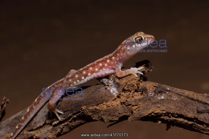 : Borded beaked Gecko (Rhynchoedura angusta) - Mungo : Borded beaked Gecko (Rhynchoedura angusta) - Mungo