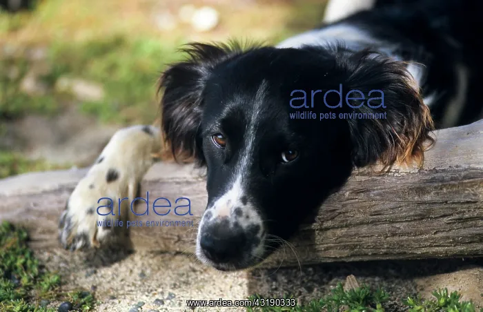 : Border Collie : Border Collie