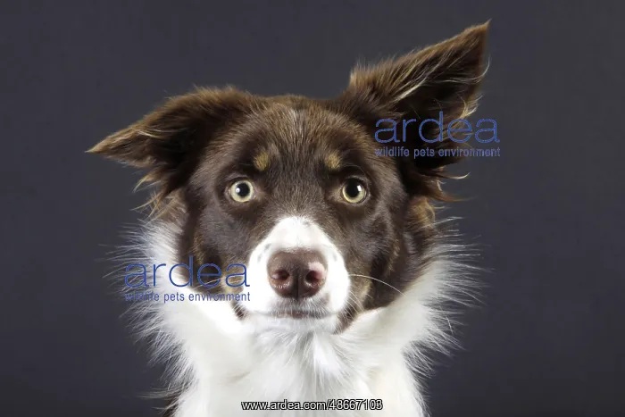 : Border Collie : Border Collie