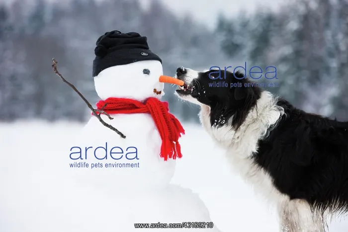 : Border Collie, black and white, biting carrot nose : Border Collie, black and white, biting carrot nose