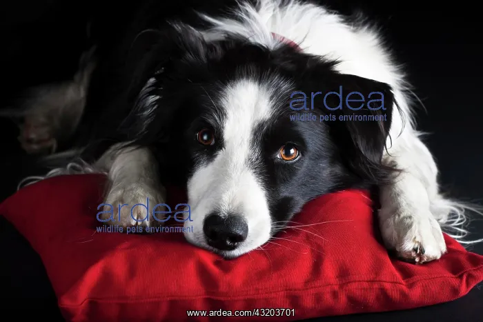 : Border Collie, black and white, lying on a red cushion : Border Collie, black and white, lying on a red cushion