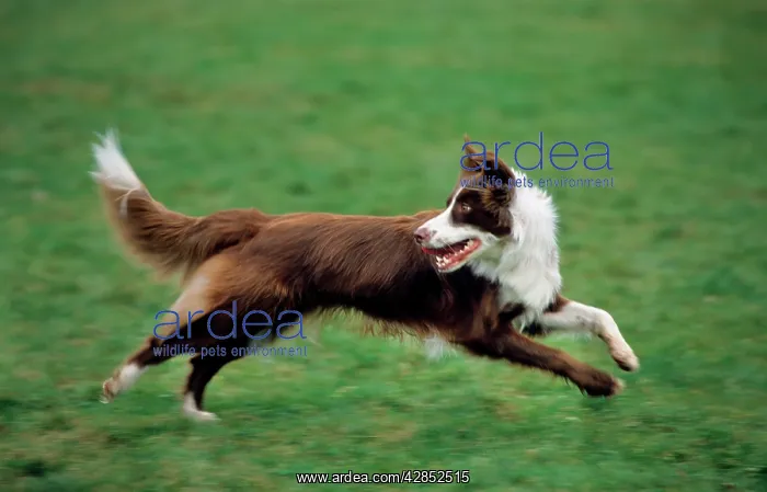 : Border Collie brown running in garden looking backwards : Border Collie brown running in garden looking backwards