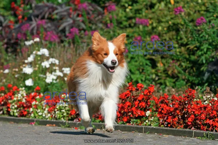 : Border Collie, brown-white, running on a pavement : Border Collie, brown-white, running on a pavement