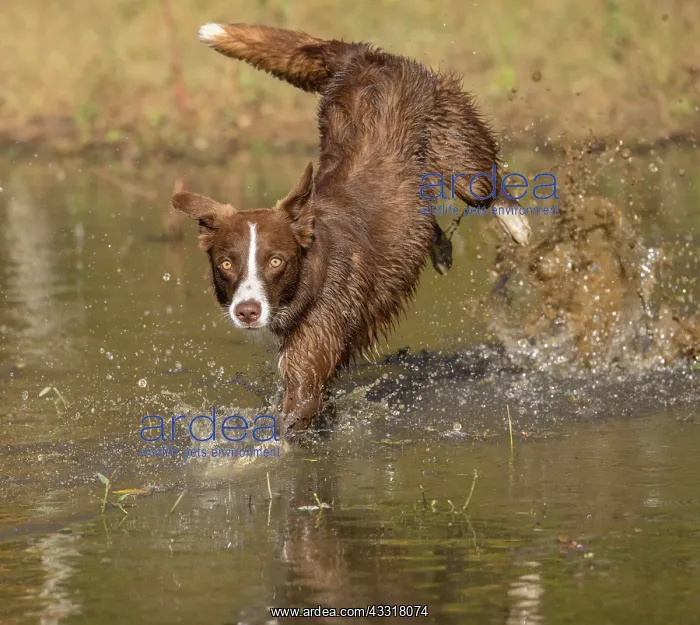 : border collie, Canis familiaris, playing in water, Maryland : border collie, Canis familiaris, playing in water, Maryland