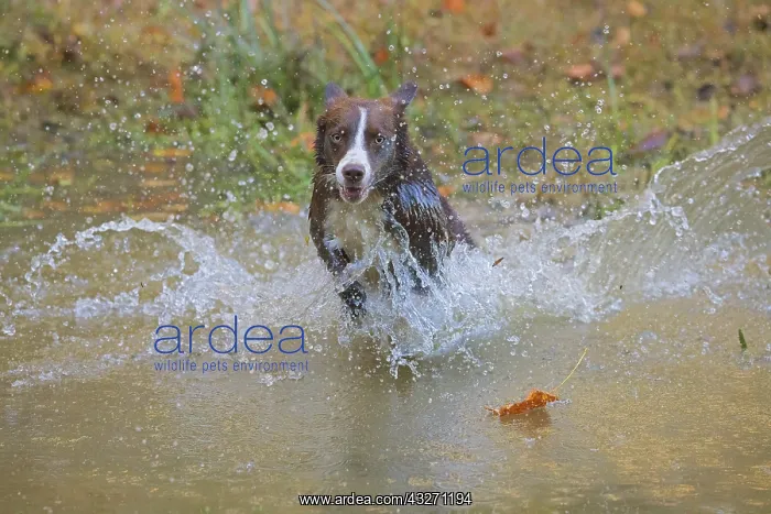 : border collie, Canis lupus familiaris, playing in water, Mar : border collie, Canis lupus familiaris, playing in water, Mar