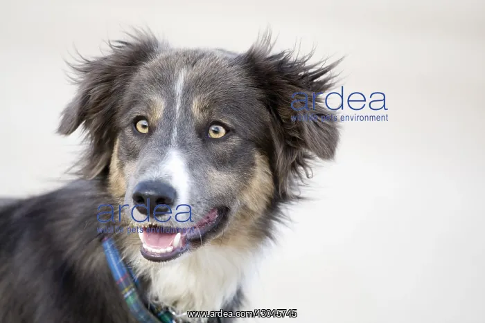 : Border Collie Cross - Norfolk UK : Border Collie Cross - Norfolk UK
