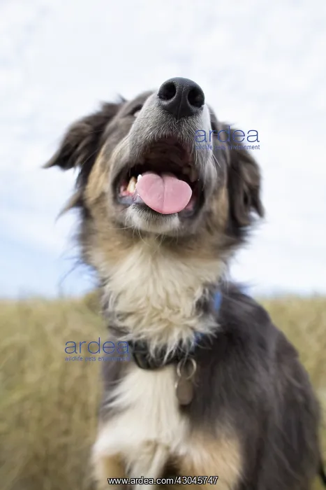 : Border Collie Cross - Norfolk UK : Border Collie Cross - Norfolk UK