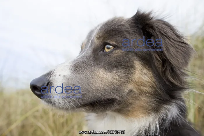 : Border Collie Cross - Norfolk UK : Border Collie Cross - Norfolk UK