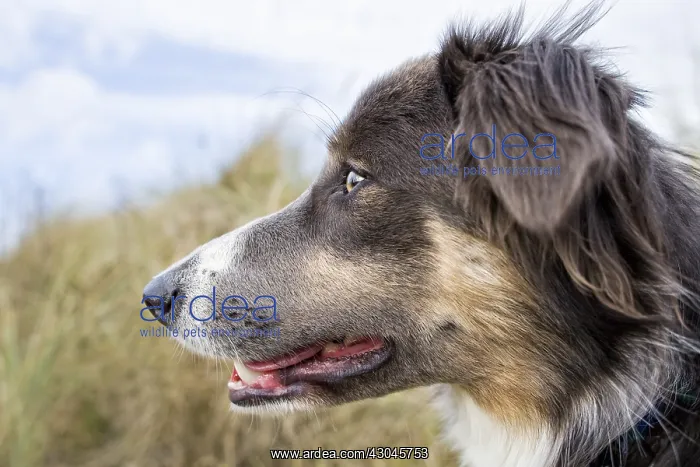 : Border Collie Cross - Norfolk UK : Border Collie Cross - Norfolk UK