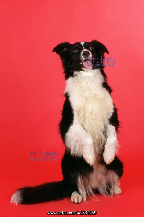  : Border Collie Dog