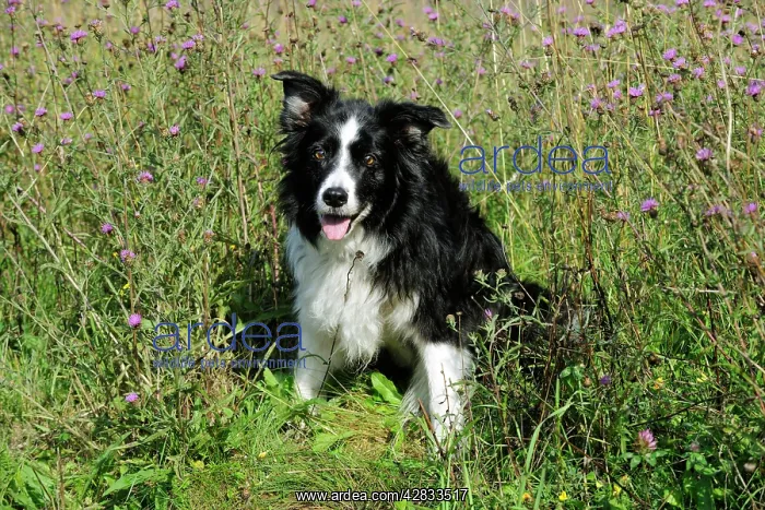  : Border Collie Dog