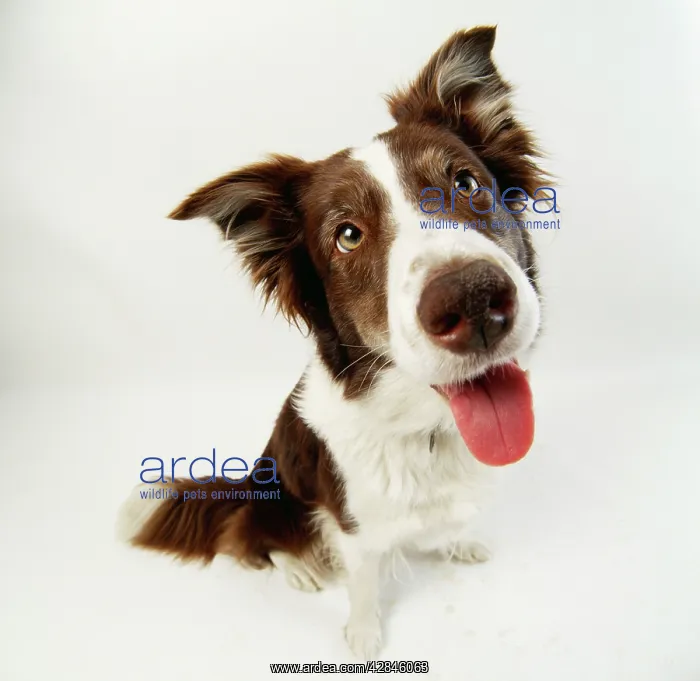  : Border collie DOG