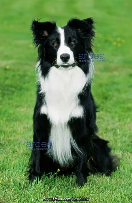  : Border Collie Dog