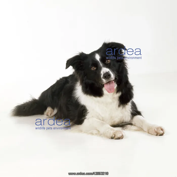  : Border Collie Dog
