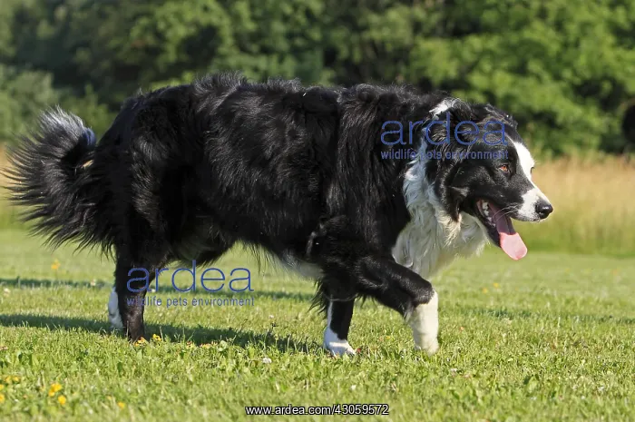 : Border Collie is a dog breed France : Border Collie is a dog breed France