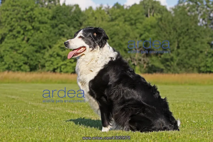 : Border Collie is a dog breed France : Border Collie is a dog breed France