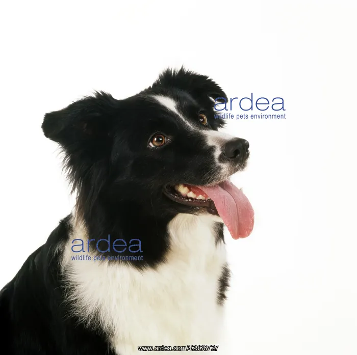  : BORDER COLLIE DOG - face
