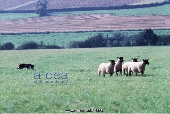 : BORDER COLLIE DOG - herding sheep : BORDER COLLIE DOG - herding sheep