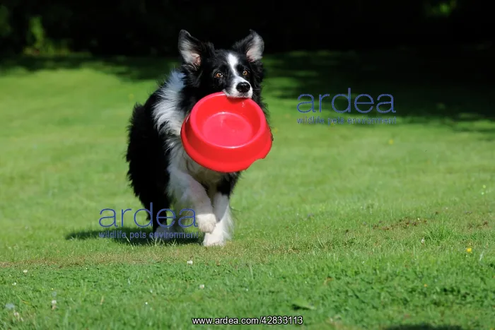  : Border Collie Dog - holding bowl outside