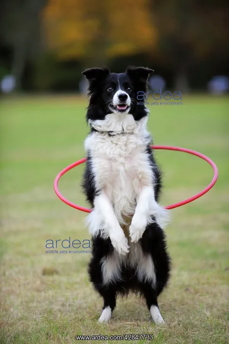  : Border collie Dog - with hoola hoop