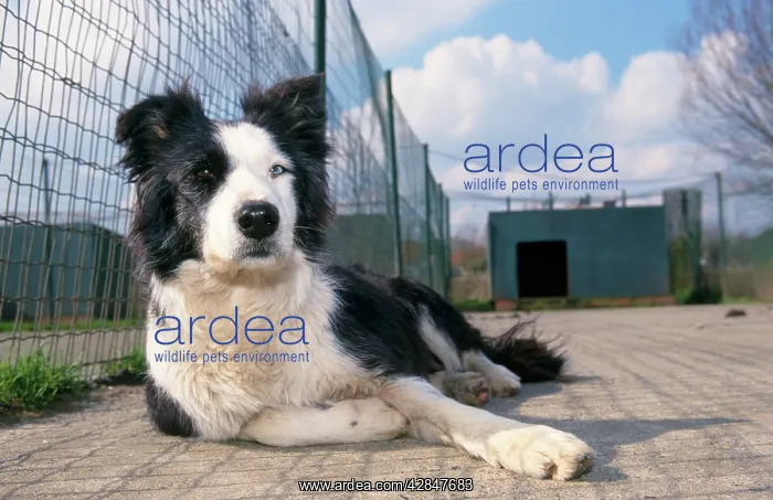  : Border Collie - in dog kennel