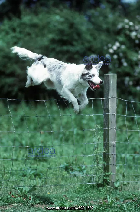 : BORDER COLLIE DOG - leaping fence : BORDER COLLIE DOG - leaping fence