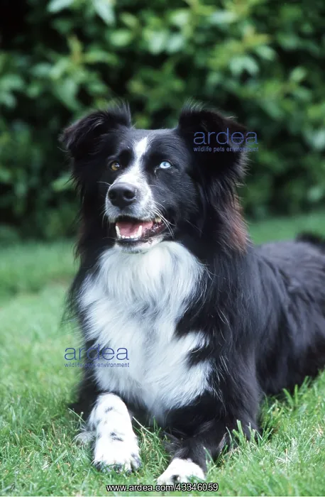: BORDER COLLIE DOG - lying in garden. Different coloured : BORDER COLLIE DOG - lying in garden. Different coloured