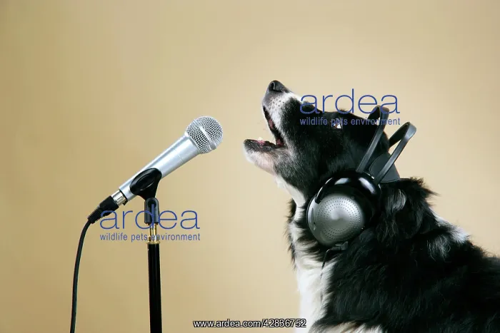 : Border Collie Dog - with microphone & head phones : Border Collie Dog - with microphone & head phones