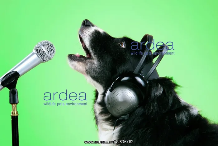 : Border Collie Dog - with microphone & head phones : Border Collie Dog - with microphone & head phones