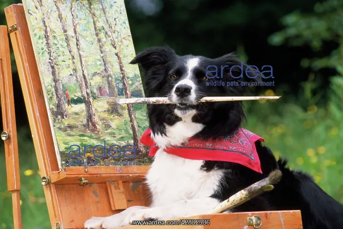  : Border COLLIE DOG - at painting easel