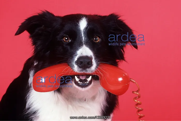 : BORDER COLLIE DOG WITH PHONE : BORDER COLLIE DOG WITH PHONE