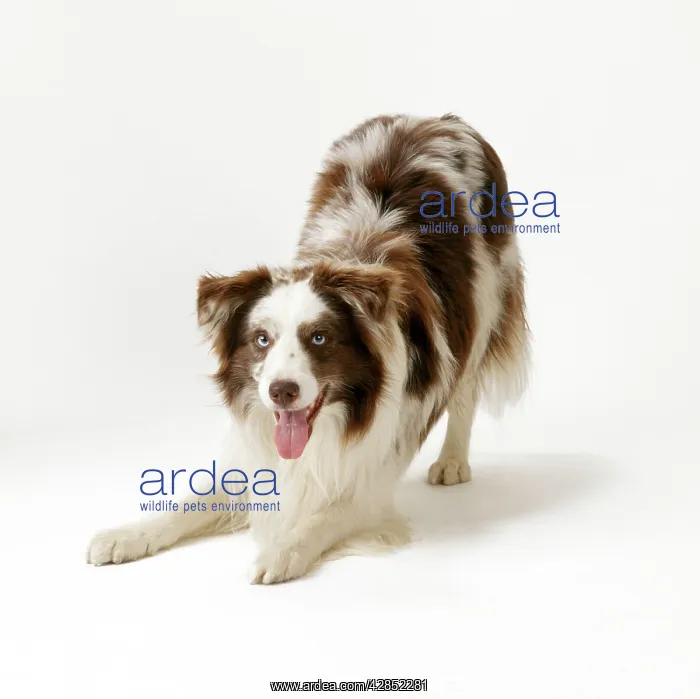 : Border Collie Dog - play bow